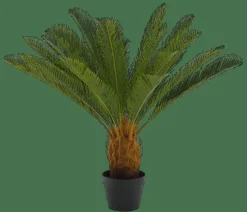 CYCAS Palmier Vert