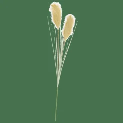 GRASS Panicule De Roseau Vert