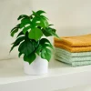 MONSTERA Plante Diverses Couleurs