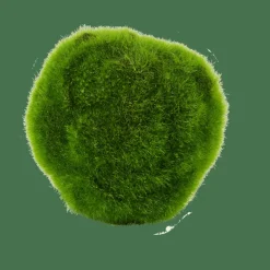 MOSS Boule De Mousse Vert