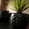 PINA Plante D'ananas En Pot Noir